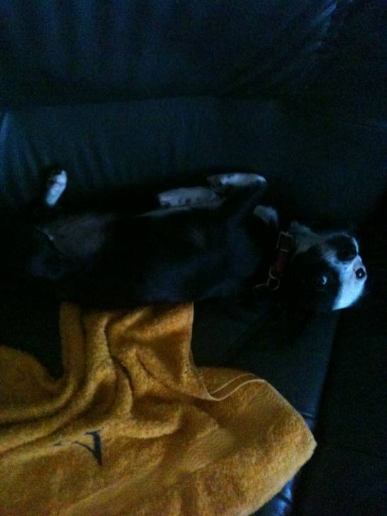 Denise - Chihuahua (1 an)