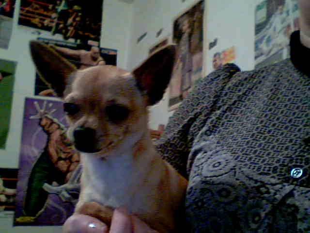 mimi - Chihuahua (11 mois)