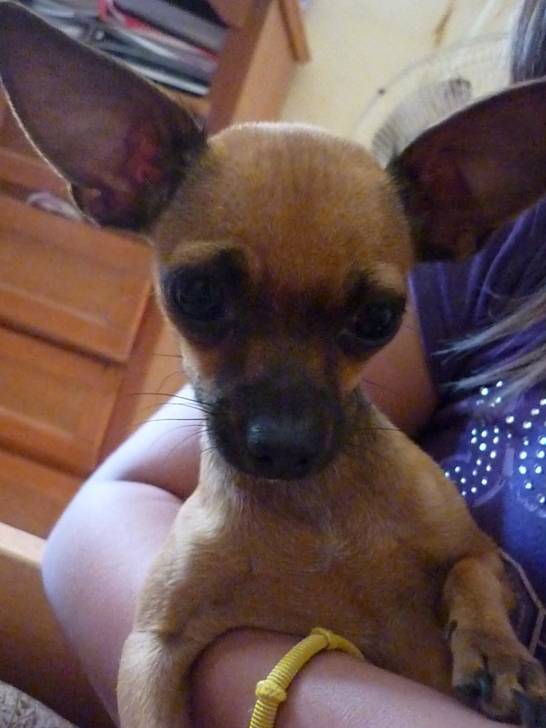 janny - Chihuahua (1 an)