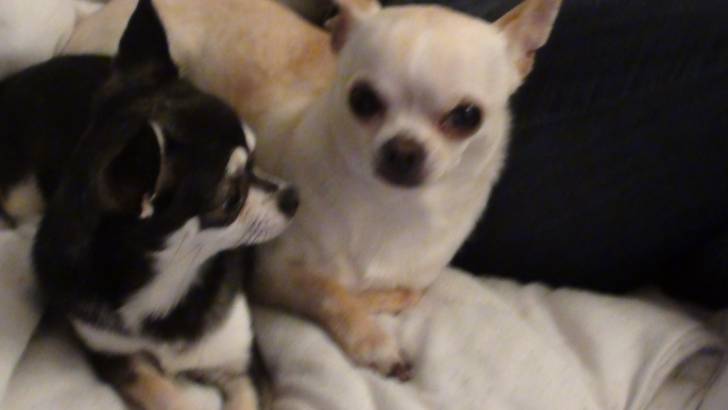 ex-snow dogs! - Chihuahua (1 an)