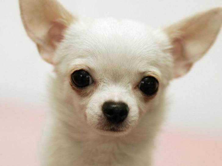 belle - Chihuahua (1 an)
