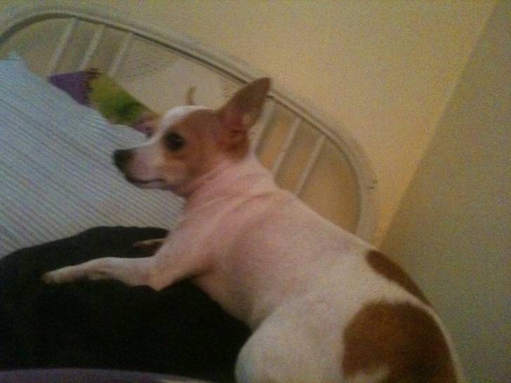 Paco - Chihuahua Mâle (6 ans)