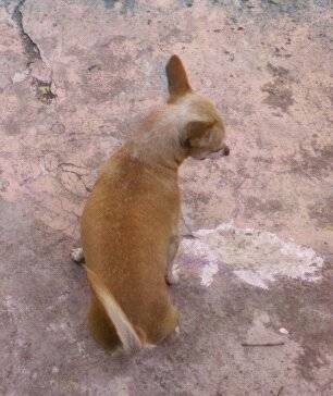buzz - Chihuahua Mâle (5 ans)