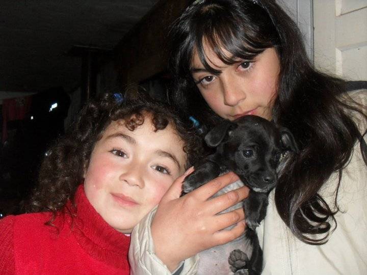 ella es la lolaa - Chihuahua (4 ans)
