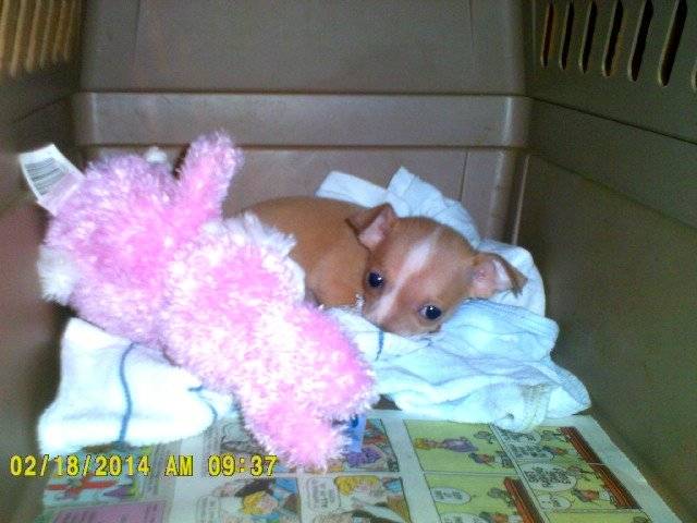 Little Bit - Chihuahua (9 mois)