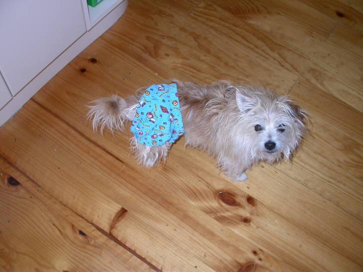 underwear dog - Chihuahua Mâle (11 ans)