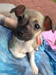 Peanut - Chihuahua Mâle (3 ans)