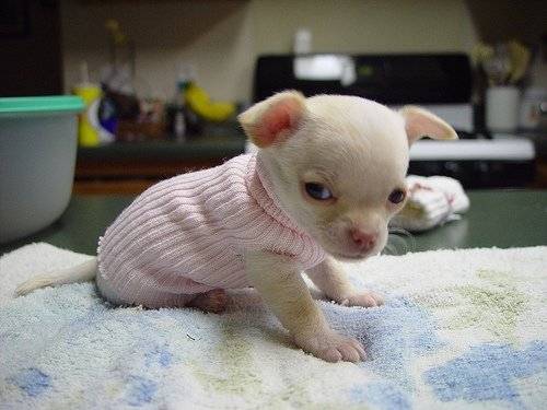 Neve - Chihuahua (4 mois)