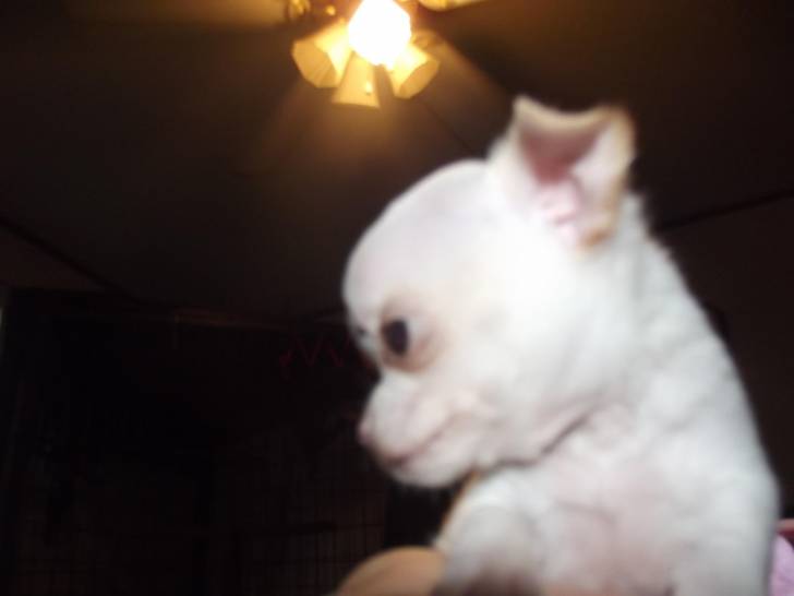 Bubble - Chihuahua Mâle (8 mois)