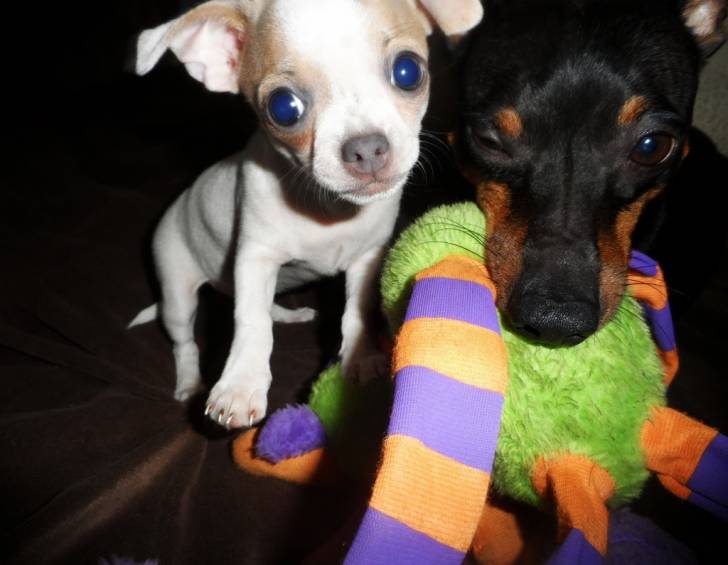 Jack&Mina - Chihuahua (6 mois)