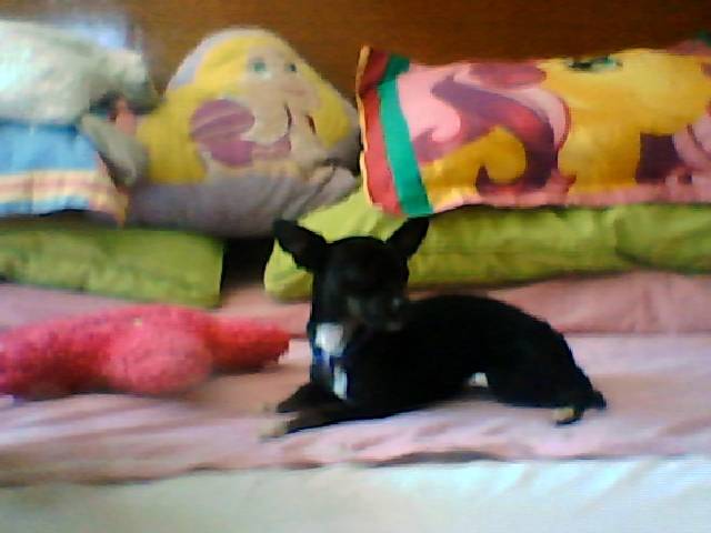 LLIina - Chihuahua (2 ans)