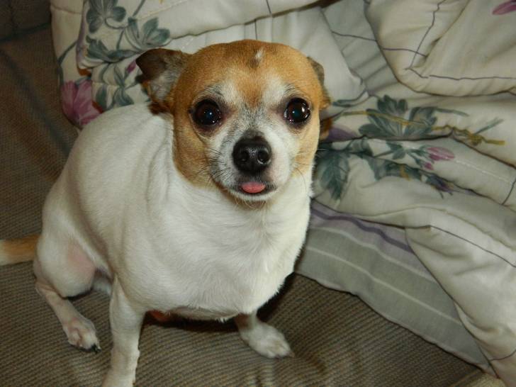 My dog Max - Chihuahua Mâle (2 ans)