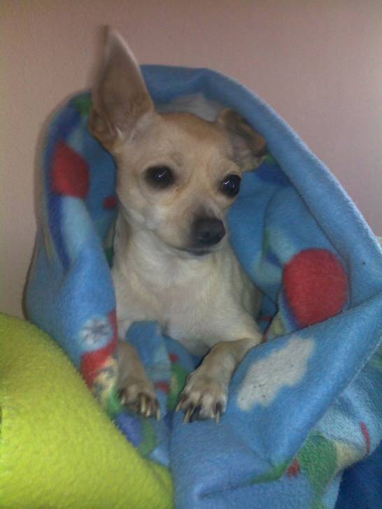 Tommy - Chihuahua Mâle (6 ans)