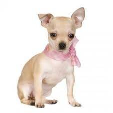 puqui - Chihuahua (10 mois)