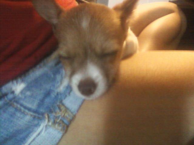 zoey - Chihuahua (1 an)