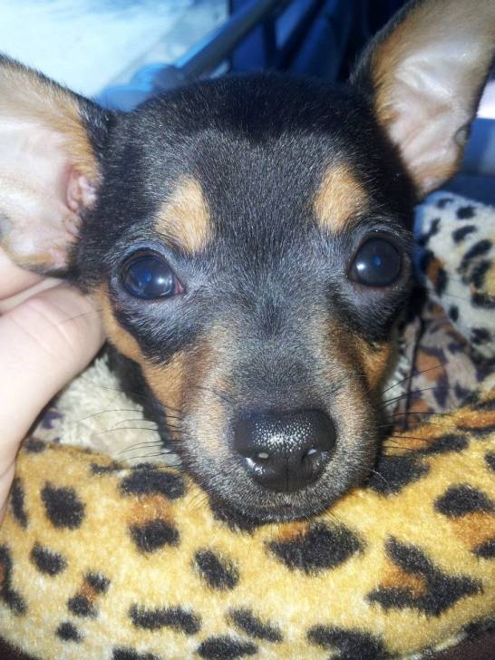 Haron - Chihuahua Mâle (4 mois)