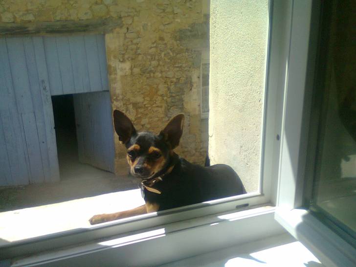 gypsy - Chihuahua Mâle (1 an)