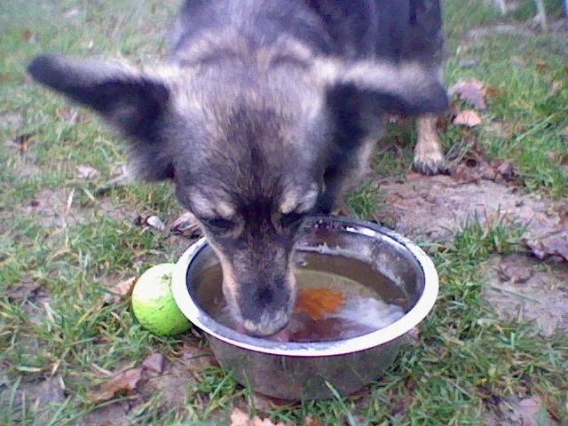 meine kleine zicke - Chihuahua (5 ans)