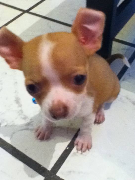 camiloca - Chihuahua (3 mois)