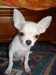 katy - Chihuahua (2 mois)