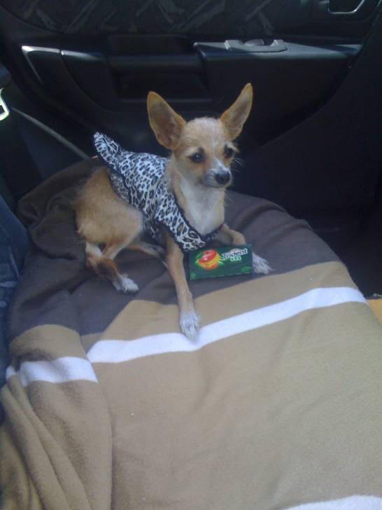 sasha - Chihuahua (10 mois)