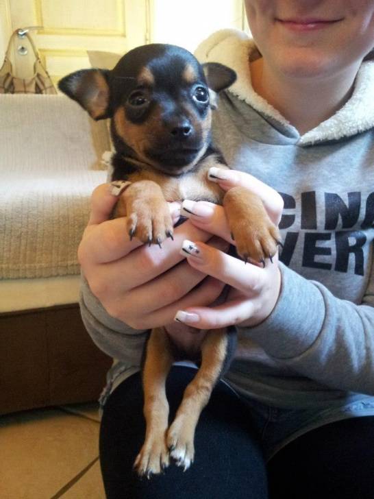 Haron - Chihuahua Mâle (2 mois)