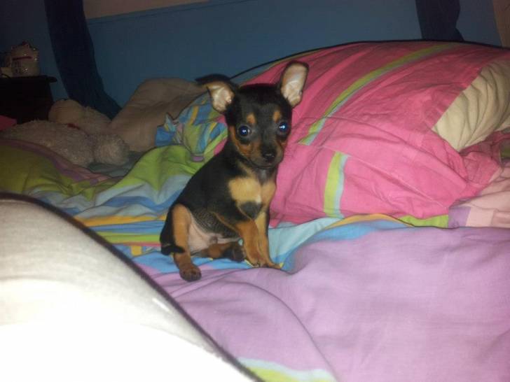 Haron - Chihuahua Mâle (3 mois)