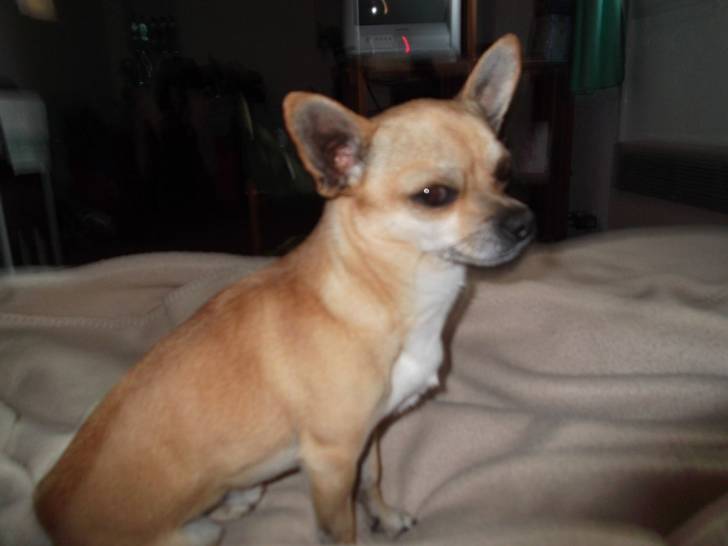 ZOUZOU - Chihuahua Mâle (4 ans)