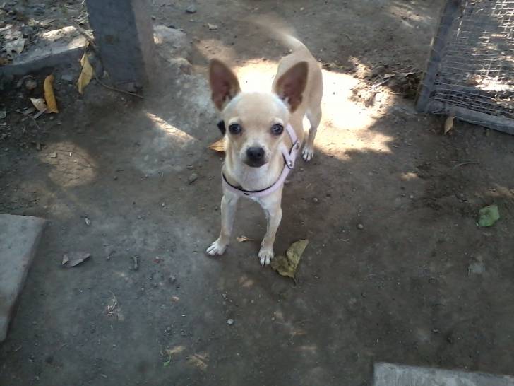 Tuza - Chihuahua (2 ans)