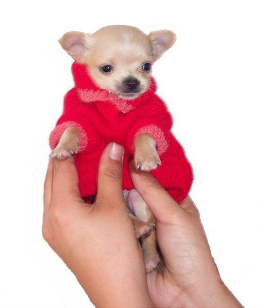 amétie - Chihuahua (1 mois)