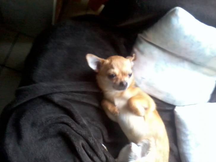 bart - Chihuahua Mâle (1 an)