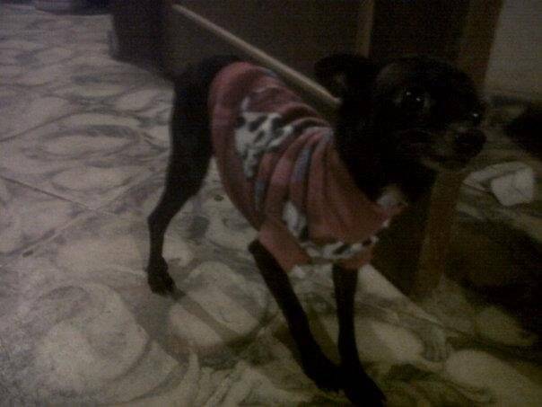 Chikis - Chihuahua (6 ans)