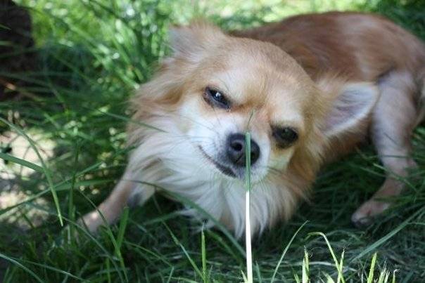 Bibi - Chihuahua Mâle (3 ans)