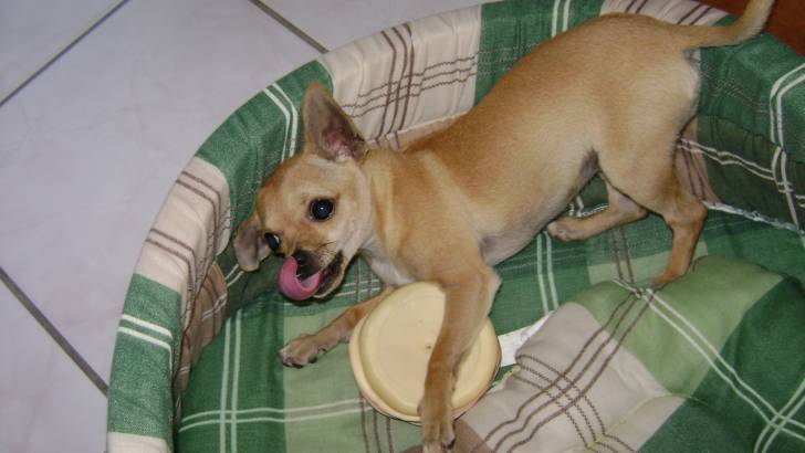 émie - Chihuahua (1 an)