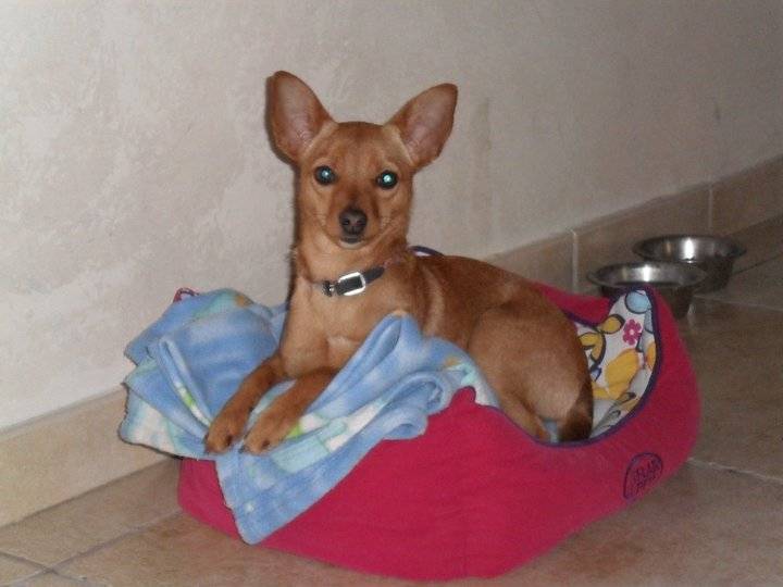 Chanel - Chihuahua (7 mois)
