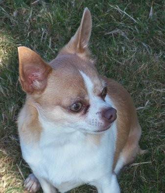 Quita - Chihuahua