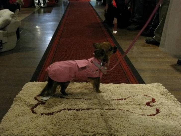 Marie - Chihuahua (2 ans)