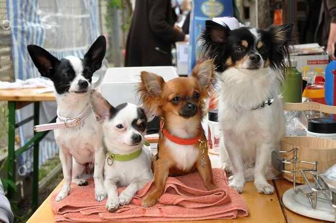 Marie - Chihuahua (2 ans)
