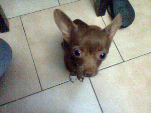 yonky - Chihuahua Mâle (3 ans)
