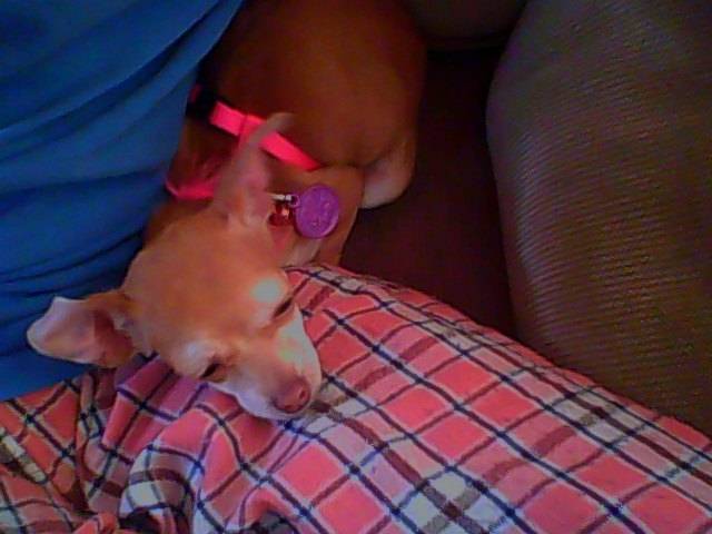 guapa - Chihuahua (2 mois)