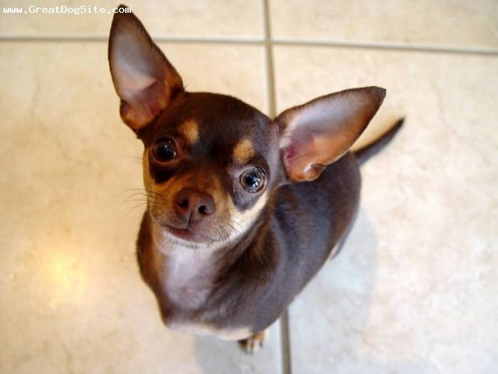 Hershey - Chihuahua Mâle (5 ans)