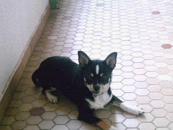 Diablotin - Chihuahua Mâle (1 an)