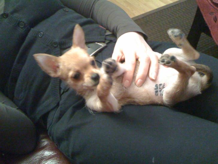 Viki - Chihuahua (6 mois)