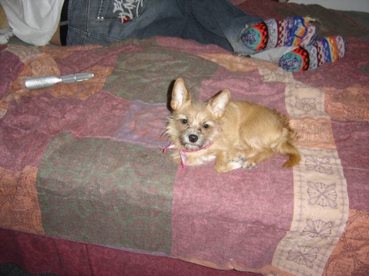 *Daisy* - Chihuahua (1 an)