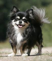 amy - Chihuahua (2 ans)