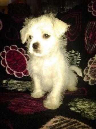 puppy - Chihuahua Mâle (7 mois)