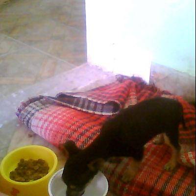 Reina - Chihuahua (1 an)