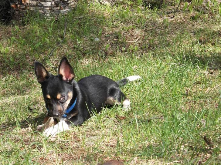 Tito - Chihuahua Mâle (10 mois)