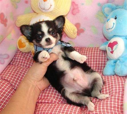 princess - Chihuahua (1 an)