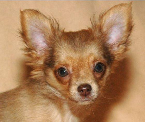 ChocoMiam - Chihuahua Mâle (4 mois)